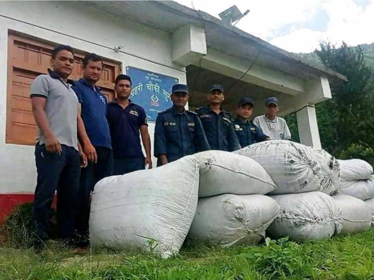 दार्चुलामा ३ सय ५० किलो झ्याउ बरामद 